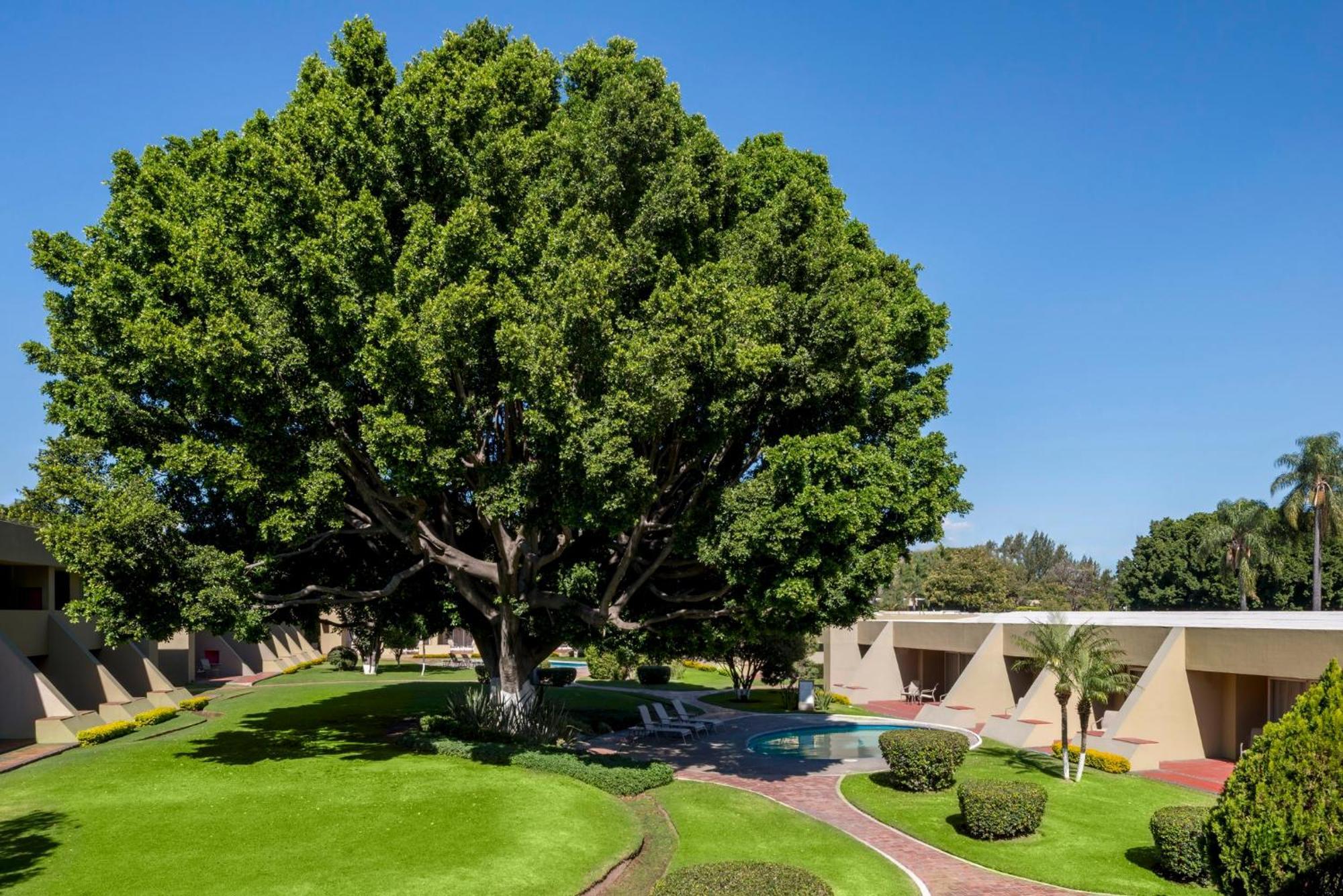 ホテル カミノ レアル グアダラハラ サポパン エクステリア 写真 The "Big Tree" at the center of the campus